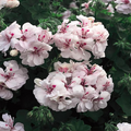 White Pink Pelargonium Peltatum Trailing Ivy Geranium - 2 Unrooted Cuttings (6")