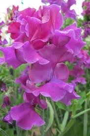 Terry Davey Sweet Pea Seeds - Deep Purple, Fragrant, 50+ Seeds