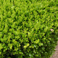 Japanese Boxwood Live Plants (Buxus microphylla japonica) - 6 Starter Plants, 12" - Evergreen Hedge Shrubs