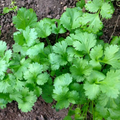 Cilantro Leisure Coriander Seeds (1g) - Heirloom, Fast-Growing, Fragrant Leaves & Seeds
