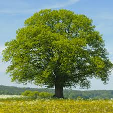 Littleleaf Linden Tree Tilia cordata Bare Root 2'-3' | Zones 3-7