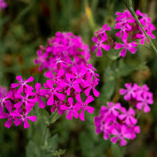 Catchfly Seeds (Silene) 2000 Seeds - Non-GMO, Purple Flowers, Rock Garden, Drought-Tolerant Perennials