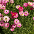 Pink Paper Daisy (Helipterum roseum) Seeds - 200 Seeds, Everlasting Blooms, Non-GMO