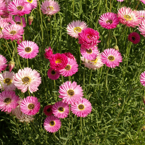 Pink Paper Daisy (Helipterum roseum) Seeds - 200 Seeds, Everlasting Blooms, Non-GMO