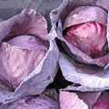 Red Acre Cabbage Seeds - 250 Seeds, Brassica oleracea | Heirloom, Compact Head, Cool-Weather Grower