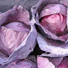 Red Acre Cabbage Seeds - 250 Seeds, Brassica oleracea | Heirloom, Compact Head, Cool-Weather Grower