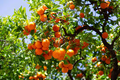 Satsuma Mandarin Orange Tree Seedling (Citrus reticulata) - 4-10" Tall, Cold Hardy