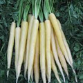Lunar White Carrot Seeds (Daucus carota) - 200 seeds, Heirloom, White Roots
