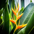 Mayan Gold Heliconia Seeds (H. champneana) - 5 Seeds | Lobster Claw Flower