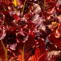 Red Salad Bowl Lettuce Seeds - Lactuca sativa, Heirloom, Deep Red Oakleaf, Fast-Growing