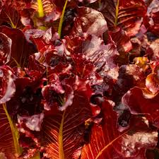 Red Salad Bowl Lettuce Seeds - Lactuca sativa, Heirloom, Deep Red Oakleaf, Fast-Growing