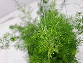Asparagus Fern Sprenger Seeds (Asparagus sprengeri) — 20 Seeds for Indoor Hanging Baskets