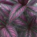 Strobilanthes dyerianus Persian Shield Live Plant – 4" Starter Plant, Purple Silver Foliage