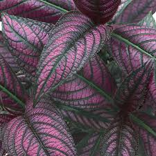 Strobilanthes dyerianus Persian Shield Live Plant – 4" Starter Plant, Purple Silver Foliage