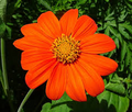 100 Seeds Sunflower Mexican Torch - Non-GMO Helianthus Perennial Bees Butterflies Hummingbirds