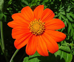 100 Seeds Sunflower Mexican Torch - Non-GMO Helianthus Perennial Bees Butterflies Hummingbirds
