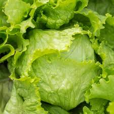 Iceberg Lettuce Seeds – 400 Seeds, Lactuca sativa, Crisphead
