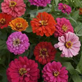 California Giants Mix Zinnia (Zinnia elegans) - Tall, Vibrant, Pollinator-Friendly Annual