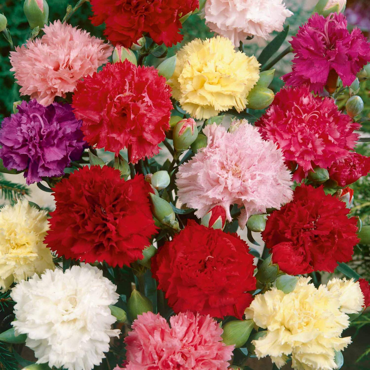 Chianti Mix Carnation Seeds (Dianthus caryophyllus) - 200+ Deep Red, Rose, Pink Ruffled Blooms