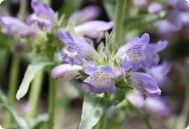Penstemon commarhenus Seeds – Dusty Beardtongue, 100mg for Planting, Native Wildflower