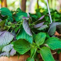 Perilla (Shiso) Jeok Ssam Ip Seeds – 500mg, Red-Leafed, Heirloom, Heat-Tolerant