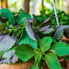 Perilla (Shiso) Jeok Ssam Ip Seeds – 500mg, Red-Leafed, Heirloom, Heat-Tolerant