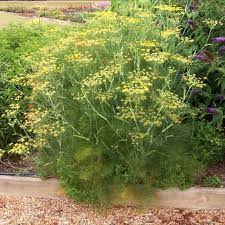 Dill Bouquet Seeds – 1g, Heirloom Anethum graveolens, Fragrant Feathery Leaves, High-Yield Culinary Herb