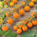 Sungold Tomato Seeds - Solanum lycopersicum | Sweet Cherry Hybrid, Indeterminate