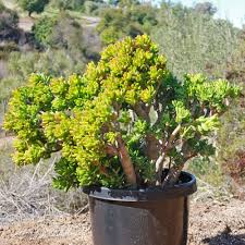 Crassula Ovata ‘Gollum Jade’ Bare Root 2-4” – Drought-Tolerant Bonsai Succulent