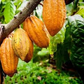 Cacao Starter Plant Seedling (Forastero) - Theobroma cacao, 2-3 ft Live Tropical Fruit Tree