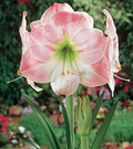 Amaryllis Apple Blossom Bulb - Pink & White Blooms | Starter Plant, Zones 8-11