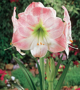 Amaryllis Apple Blossom Bulb - Pink & White Blooms | Starter Plant, Zones 8-11