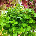Organic Swedish Ivy Unrooted Cuttings (Plectranthus verticillatus) - 5x 4"