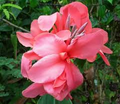 Canna Lily Pink Magic Bulb - Dwarf Tropical Starter Plant, Deep Pink Blooms