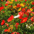 Ultimate Poppy Mix with Breadseed Papaver Somniferum Seeds - 5000 Non-GMO