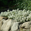 Alyssum Tiny Tim White Seeds - 500 Non-GMO Groundcover, Bee-Friendly, Fragrant 3" Blooms