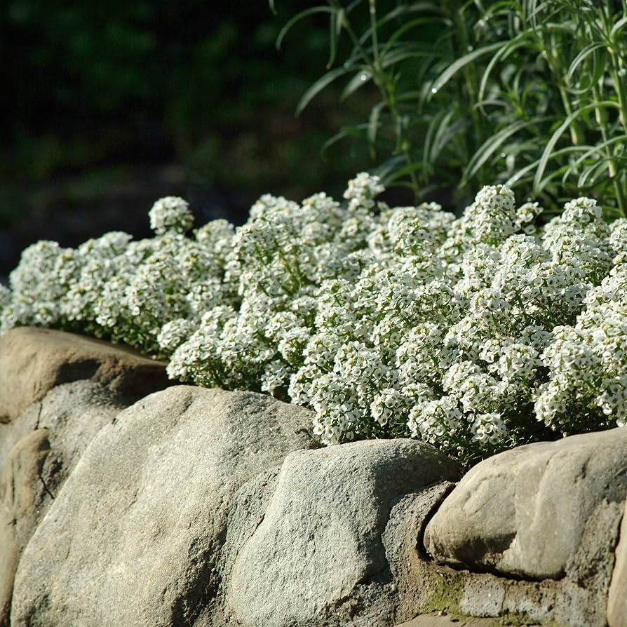 Alyssum Tiny Tim White Seeds - 500 Non-GMO Groundcover, Bee-Friendly, Fragrant 3" Blooms