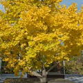 Ginkgo Biloba Maidenhair Tree - Bare Root Starter Live Trees (Set of 3)