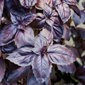Red Rubin Basil Seeds - 200 Heirloom Non-GMO Ocimum basilicum 'Red Rubin'