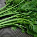 Conquistador Celery (Apium graveolens) Seeds - 100 High-Yield, Crisp Stalks