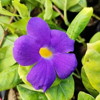 King’s Mantle Cuttings (Thunbergia erecta) - 7 Unrooted 6-Inch Live Cuttings