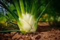 Florence Fennel Seeds (Foeniculum vulgare var. azoricum) - Sweet Bulb & Aromatic Herb - 300 Seeds