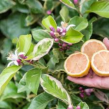 5+ Variegated Pink Lemon Seeds – Pink Flesh, Fragrant Citrus Tree