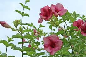 Allamanda blanchetii Starter Plant (Purple Allamanda) - 12 Inches, Full Sun