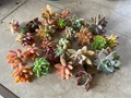 25 Colorful Unrooted Succulent Cuttings Variety Pack