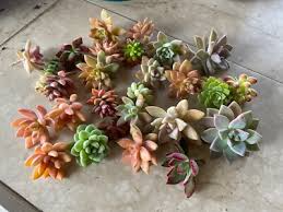 25 Colorful Unrooted Succulent Cuttings Variety Pack