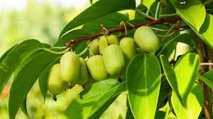 Kiwi Prolific Vine Starter Plant - Self-Pollinating, Cold-Hardy, 1.5" Fruits (Zones 4-8)