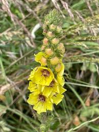 Wand Mullein Seeds (Verbascum virgatum) - 25 Seeds, Tall Yellow Flower Spikes