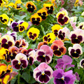 Pansy Mix Pastels - 100 Seeds, Edible Flowers, Cool Weather, Non-GMO