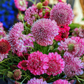 Scabiosa IMPERIAL MIX Seeds - 200 Non-GMO Scabiosa atropurpurea Seed Pack for Tall Double Pincushion Blooms
